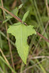 Snow squarestem